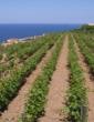 viñedo - Galeria de imágenes - Islas Baleares - Productos agroalimentarios, denominaciones de origen y gastronomía balear